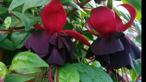 Зимовка Фуксий в парнике. Результат эксперимента. Сад в Ленинградской области.