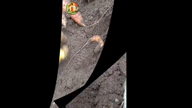 Как сохранить морковь на грядке, не выкапывая