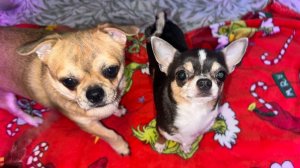 Доброго утречка и легкой всем субботы!