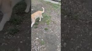 Пьяные Алеуты едут в баню