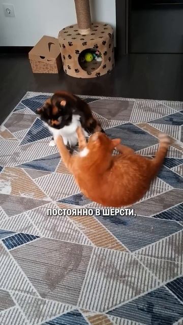 Кота завести вам надо #кототерапия #кошка