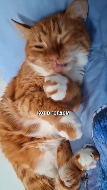 Коты одиночки котяра