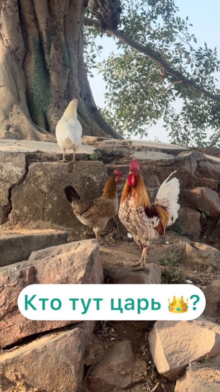 Кто тут царь? Или за что я люблю Индию 