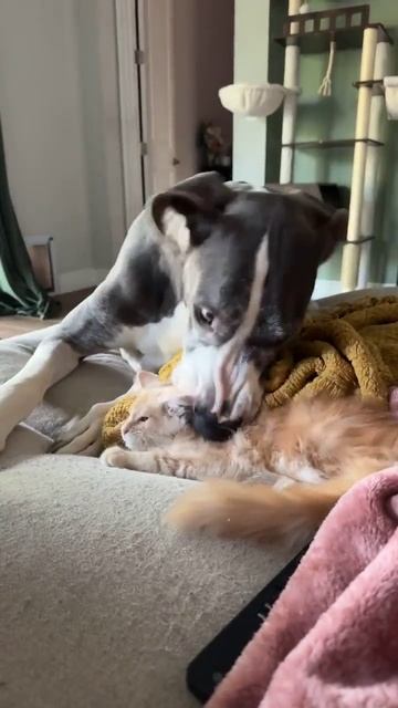 Говорят что кот крепко сидит на магнии