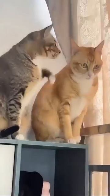 прикольные коты смешные