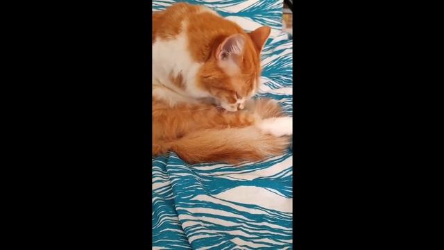 Рыжая Кошка