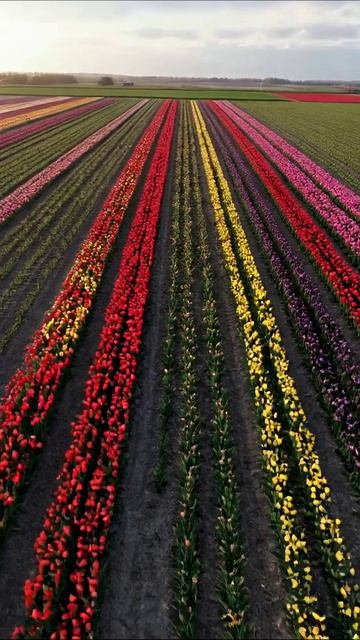 Цветущие тюльпаны: идеально круглый мир тюльпаны цветы природа