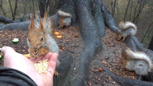 Много белок. Удалось покормить Толстую. Зарисовка