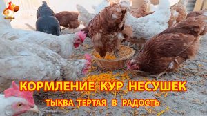 Кормление кур тертой  тыквой в радость несушкам