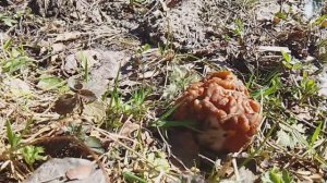 Грибы в апреле