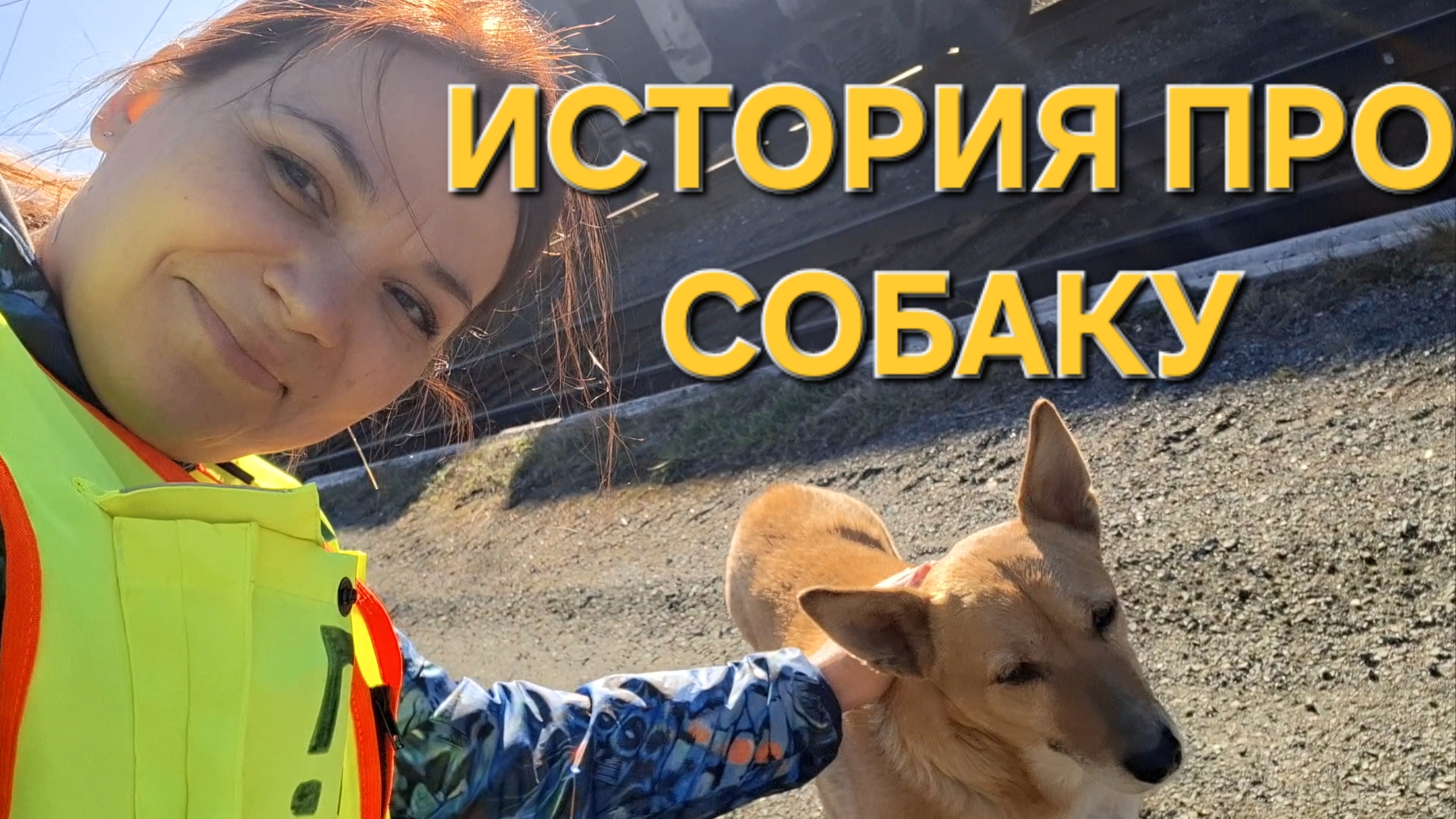 История про собаку