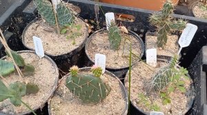 Субтропическая теплица. Весна.