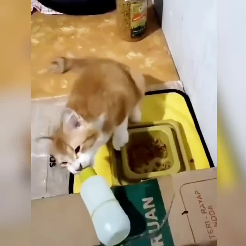 Милые животные видео