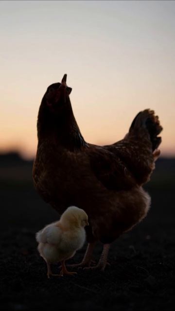 Мама-курица и её цыплёнок на закате #животные #природа #птицы