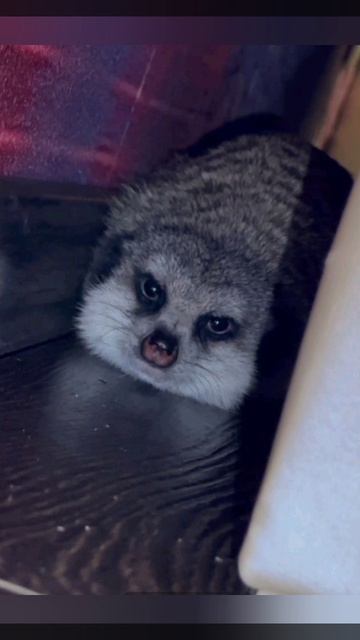 Эти сурикаты в разное время искали новые семьи