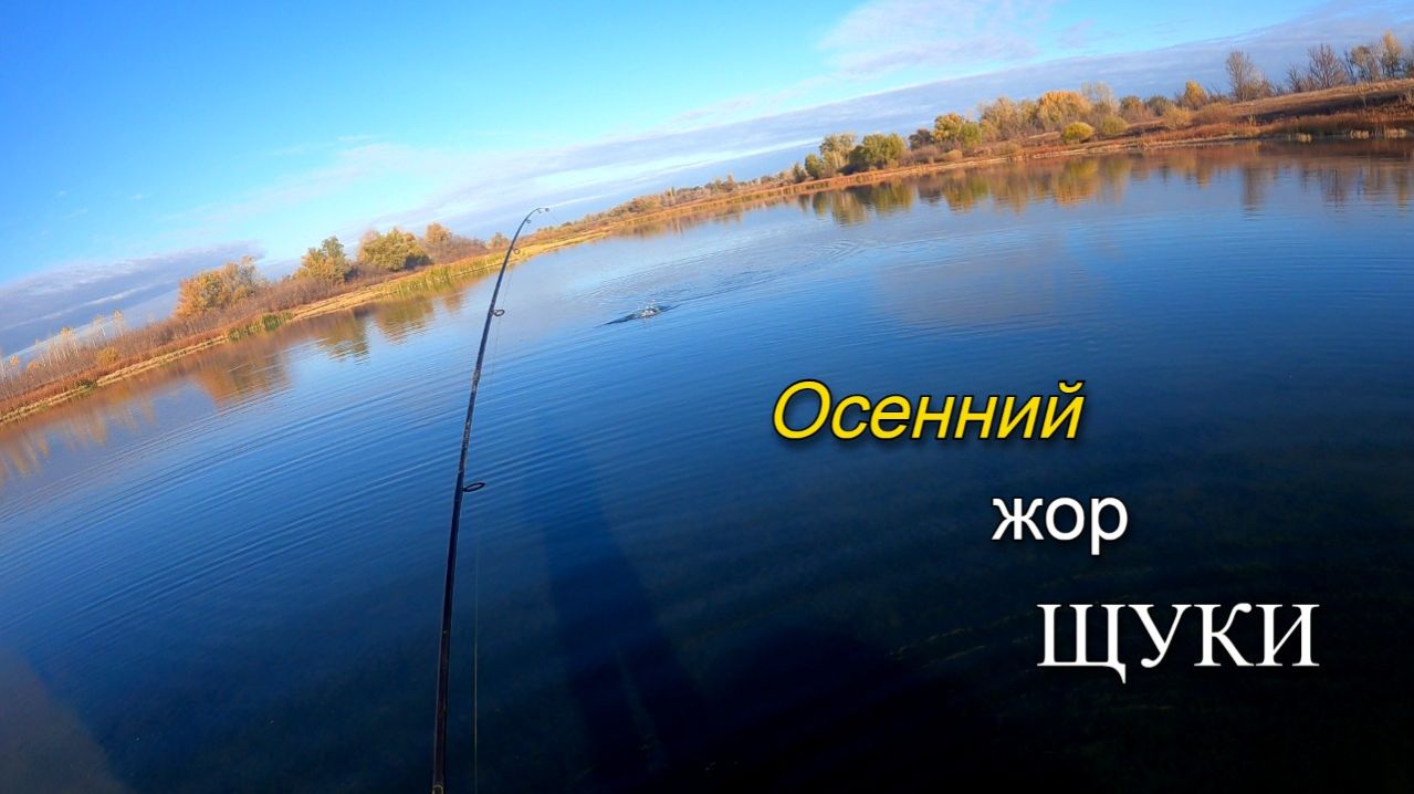Осенний жор щуки. Щука собирается в котлы и атакует воблер малас на каждом забросе