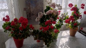 Ухаживаю за комнатными цветами, чищу снег 15 марта 2026