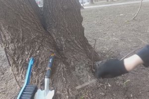 Субботники. Уход за деревьями весной