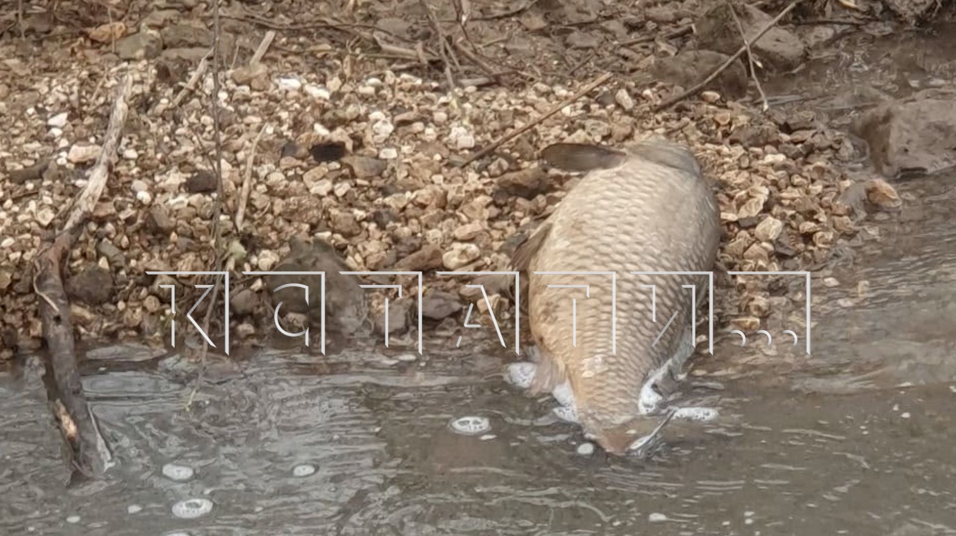 Чтобы скрыть предполагаемый источник отравления пруда, в совхозе перекрыли дороги журналистам