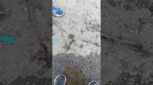 мы с яркой возможно нашли новых паразитов