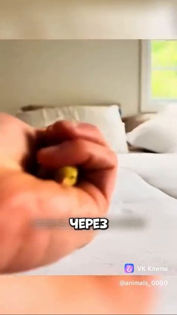 A story about bird  Amazing chicken