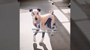 краткий пересказ фильма