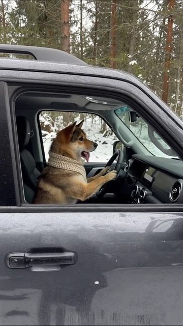 Собака за рулем: зимнее приключение! #смешныеживотные #собаки #зима