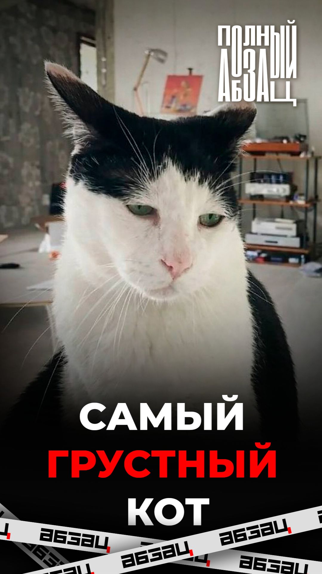 Самый грустный кот живет в Японии