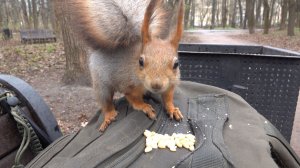 Белке понравились кедровые орешки