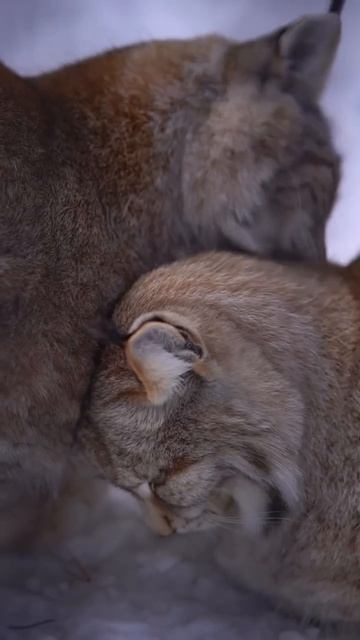 рысь

рысь топ кот любовь  милота рек