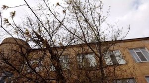 Пение скворца