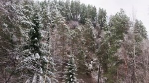 БЕЛОКУРИХА. МЕДВЕДИ НА ТЕРРЕНКУРЕ