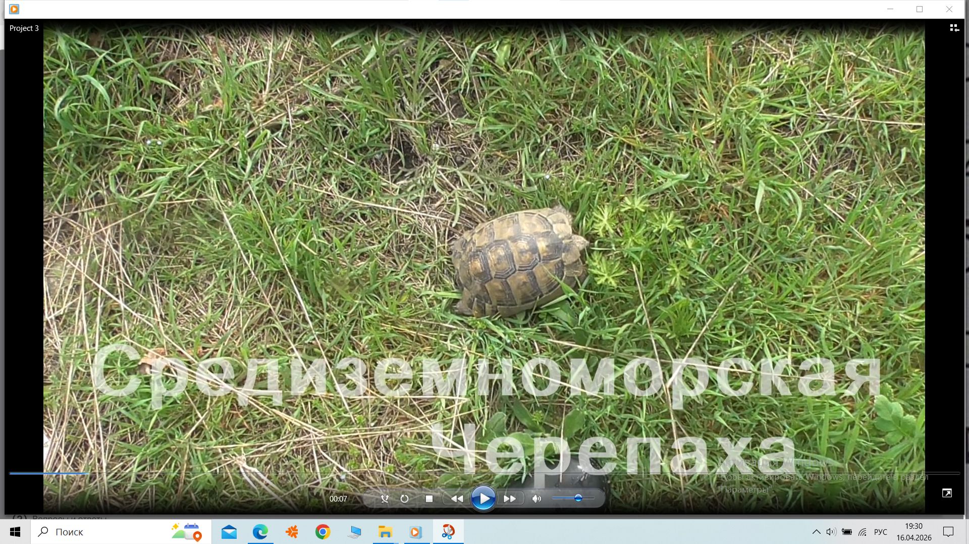 Средиземноморская  Черепаха