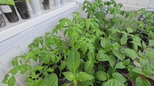 Как замедлить рост томатов.🍅 Прищипнула Петунии ещё раз.🌸 Перевожу Орхидеи на фитильный полив.🌸