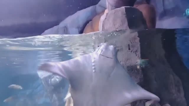 Вьетнам 2026,день на острове VINPEARL(океанариум)  будет очень много рыб)))