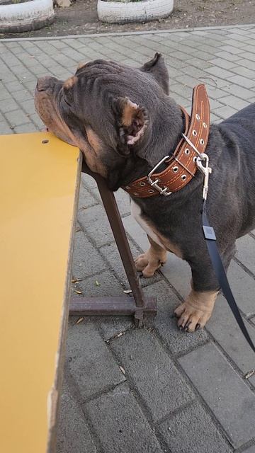 Булли по имени БАРОН