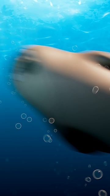 Морские Котики Просто котики