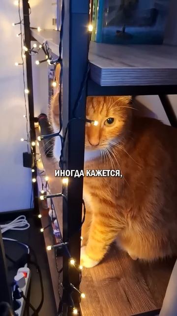 Тайные поклонники кошки