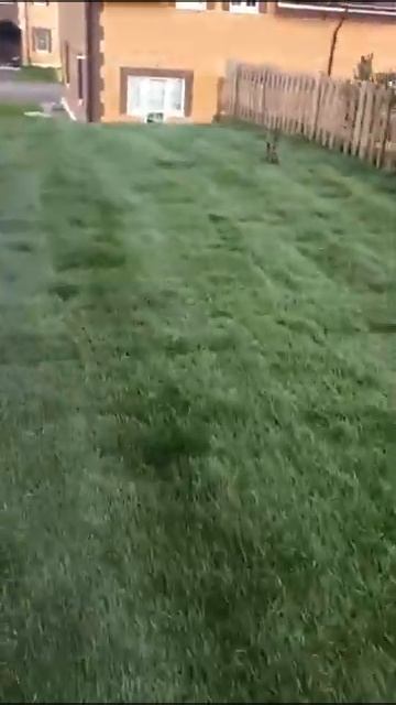 Укладка рулонного газона | GAZON GROUP | Москва