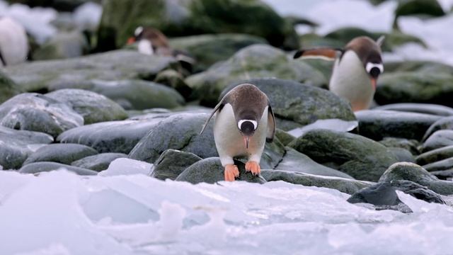 Невероятная Антарктика!