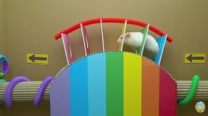 Хомячок убегает из опасного цветочного лабиринта! 4 часть