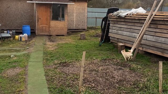 Чихуахуа цены ОТ 40 тр купить_щенка_чихуахуа_продаю 79215950848