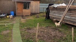 Чихуахуа #цены ОТ 40 тр #купить_щенка_чихуахуа_продаю +79215950848