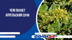 Чем пахнет апрельский Сочи?