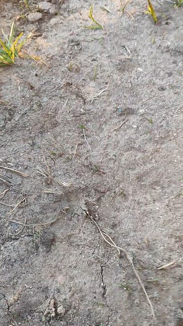 копаю её за каждого подписчика