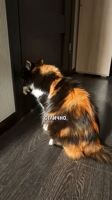 У тебя нет кота? кошачьяжизнь