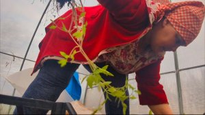 Живу в деревне.Что на обед. Высадила томаты.