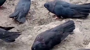 👍ПОЛЕТ ГОЛУБЕЙ, МАСТЬ, ЭКСТЕРЬЕР - ШИКАРНЫЕ 👍 ДНР, Донецк 📞+79494406619