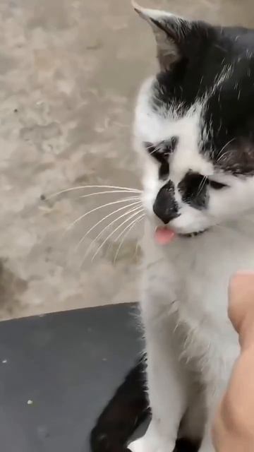 Видео от Департамент Кринжовых Видосов  ДКВ