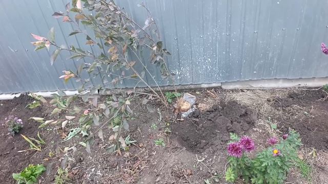 11. November 2025 Крым. Была в гостях, привезла ещё ростения.